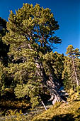 Sentiero naturalistico del Lucomagno (Svizzera). Pino cembro
